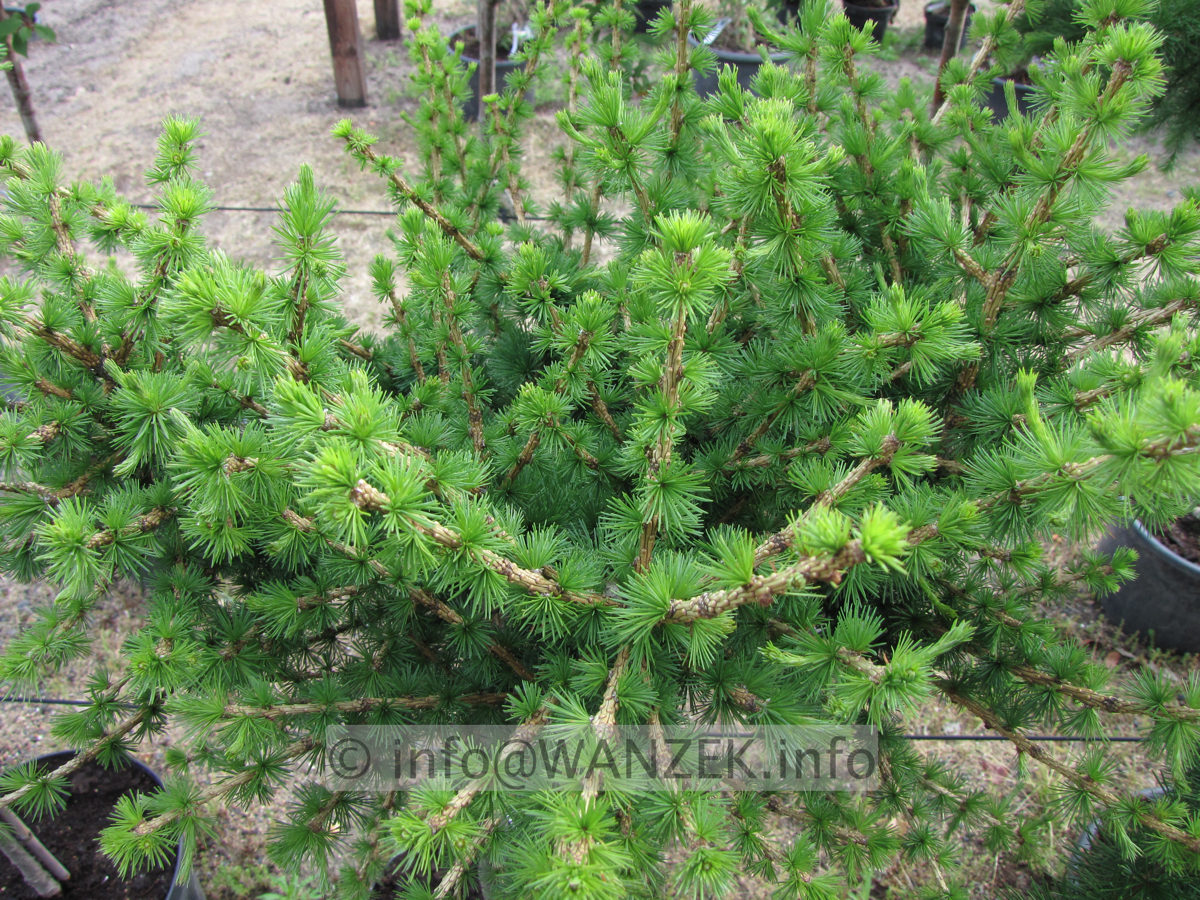 Larix decidua Globus 04.JPG